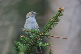 <p>PĚVUŠKA MODRÁ (Prunella modularis) Šluknovsko - Brtníky /Dunnock - Heckenbraunelle/</p>
